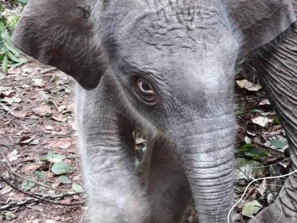 Selamat Datang di Dunia, Bayi Gajah Sumatera TN Tesso Nilo