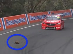 Lagi Balap Mobil, eh Ada Landak Semut Nyeberang di Lintasan!