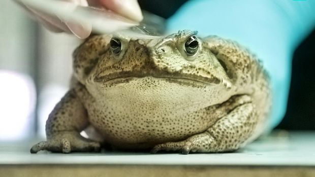 This picture taken on November 24, 2021 shows an assistant at the government-run Endemic Species Research Institute checking a cane toad in Nantou County. - Toads are a symbol of prosperity and good fortune in Taiwan, but the unexpected discovery of an invasive species has officials and environmentalists scrambling to contain their spread. (Photo by Sam Yeh / AFP) / TO GO WITH Taiwan-environment-conservation-toad,FEATURE by Sean CHANG