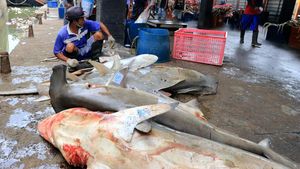 Nilai Jual Tinggi, Hiu Masih Jadi Incaran Nelayan