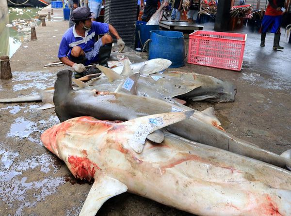 Nilai Jual Tinggi, Hiu Masih Jadi Incaran Nelayan