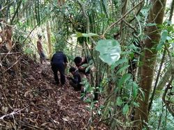 Puluhan Babi di Sumbar Mati Mendadak, Diduga Gegara Flu Babi Afrika