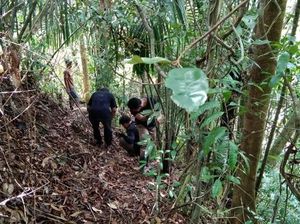 Puluhan Babi di Sumbar Mati Mendadak, Diduga Gegara Flu Babi Afrika Puluhan Babi di Sumbar Mati Mendadak, Diduga Gegara Flu Babi Afrika