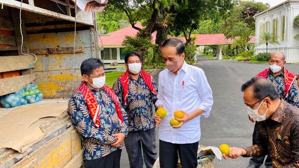 Potret Truk 3 Ton Jeruk Oleh-oleh Warga Karo untuk Jokowi di Istana