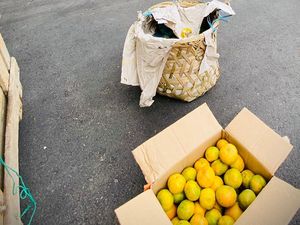 Runutan Cerita Warga Karo Kirim Jeruk ke Jokowi hingga Disindir Gubsu Edy Runutan Cerita Warga Karo Kirim Jeruk ke Jokowi hingga Disindir Gubsu Edy