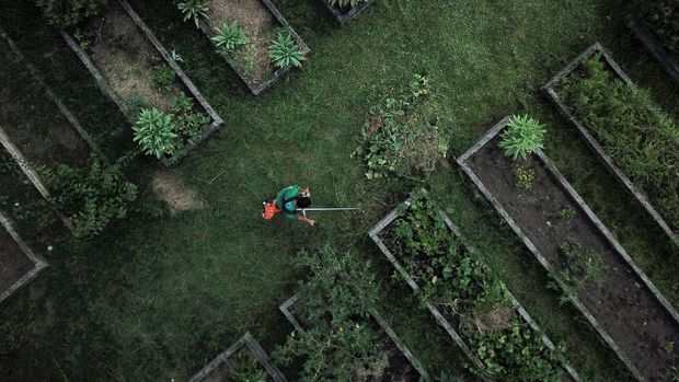 Tanah Retak Disulap Jadi Pertanian di Rio Favela A drone picture of a person working at the Horta de Manguinhos (Manguinhos vegetable garden), the biggest urban garden in Latin America, part of the project