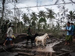 Harga Cabai Bisa Makin Pedas Efek Erupsi Semeru, Kok Bisa?
