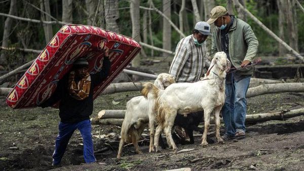 Warga Lereng Semeru Evakuasi Ternak dan Harta Bendanya