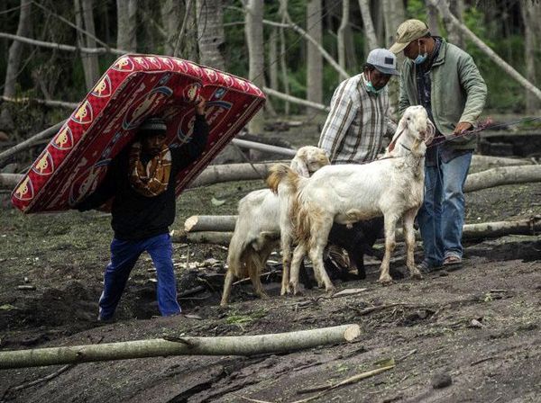 Warga Lereng Semeru Evakuasi Ternak dan Harta Bendanya