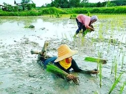 Bikin Ngakak! Ini 7 Aksi Petani yang Nyeleneh dan Terlalu Kreatif