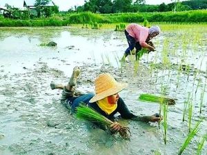 Bikin Ngakak! Ini 7 Aksi Petani yang Nyeleneh dan Terlalu Kreatif Bikin Ngakak! Ini 7 Aksi Petani yang Nyeleneh dan Terlalu Kreatif