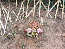 Bunga Bangkai Tumbuh di Lahan Kosong Kembangan Jakbar