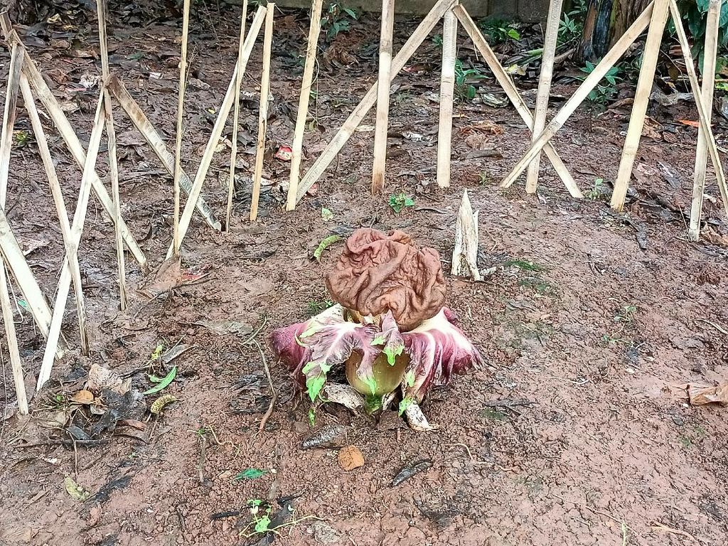 Bunga Bangkai Tumbuh di Lahan Kosong Kembangan Jakbar Bunga Bangkai Tumbuh di Lahan Kosong Kembangan Jakbar