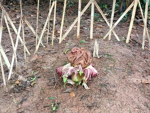 Bunga Bangkai Tumbuh di Lahan Kosong Kembangan Jakbar Bunga Bangkai Tumbuh di Lahan Kosong Kembangan Jakbar