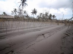 Melihat Kondisi Terkini Dampak Erupsi Semeru, Jembatan Penghubung Putus!