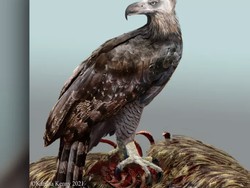 Ini Elang Terbesar yang Pernah Ada, Lebar Sayapnya 3 Meter!