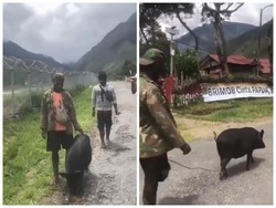 Biaya Hidup di Papua Mahal, Seekor Babi Harganya Rp 30 Juta!