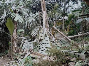 Erupsi Semeru Rusak Kebun Salak Milik Warga