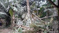 Kebun Salak Rusak Disapu Abu Vulkanik Semeru