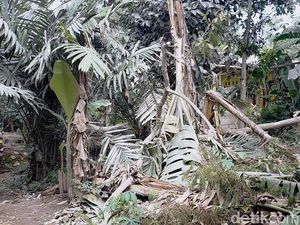 Kebun Salak Rusak Disapu Abu Vulkanik Semeru