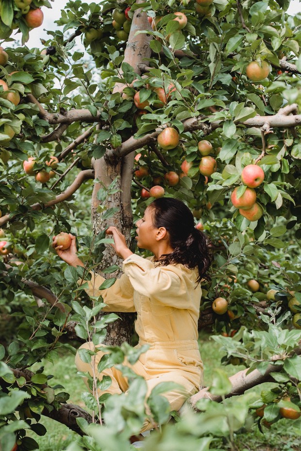 Memetik Buah./Foto: pexels.com/Zen Chung