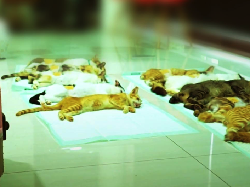 Selamatkan Hewan Terlantar, Regina Realty Gelar Layanan Sterilisasi