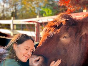 Liburan Gaya Baru, Hilangkan Stres dengan Memeluk Sapi