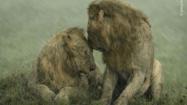 Karya Keren Finalis Kontes Foto Satwa Liar yang Bikin Terkesima