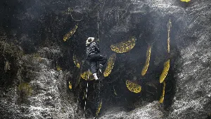 Eksotis, Para Pemburu Ini Masih Memanen Madu di Tebing Terjal