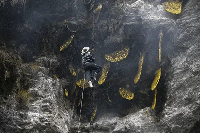 Eksotis, Para Pemburu Ini Masih Memanen Madu di Tebing Terjal