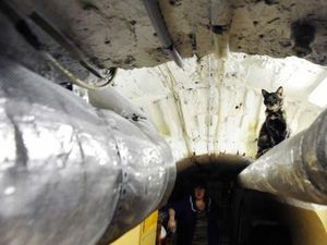 Potret Kucing Penghuni Ruang Bawah Tanah Museum Hermitage Potret Kucing Penghuni Ruang Bawah Tanah Museum Hermitage