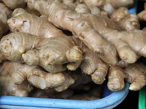 Mesir Borong Jahe Gajah Asal Indonesia