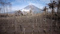 Dampak Abu Vulkanik Semeru, Ratusan Hektare Lahan Pertanian Gagal Panen