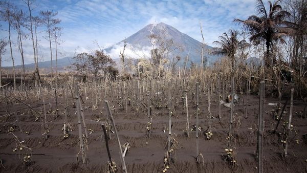 Dampak Abu Vulkanik Semeru, Ratusan Hektare Lahan Pertanian Gagal Panen