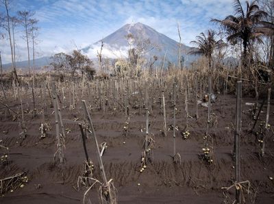 Dampak Abu Vulkanik Semeru, Ratusan Hektare Lahan Pertanian Gagal Panen