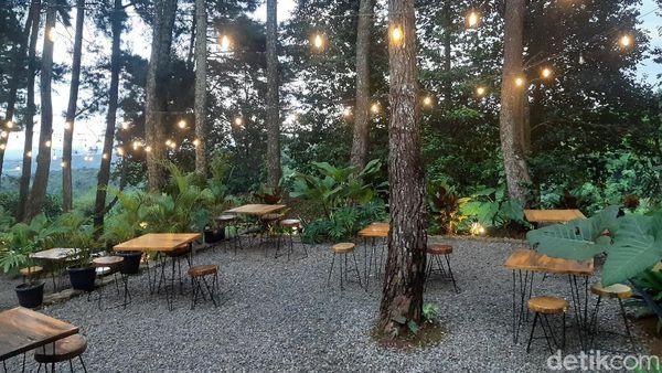 Foto: Asri Banget, Kafe di Bogor Ini Dikelilingi Pepohonan Pinus