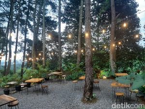 Foto: Asri Banget, Kafe di Bogor Ini Dikelilingi Pepohonan Pinus Foto: Asri Banget, Kafe di Bogor Ini Dikelilingi Pepohonan Pinus