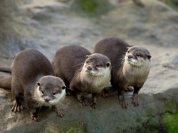 Yeay! Otter Laut yang Terancam Punah Kembali Terlihat di Jepang
