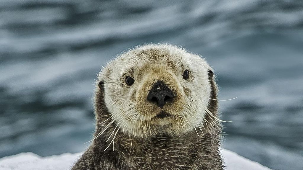 Fakta Tentang Otter, Hewan Gemoy Mirip Berang-berang