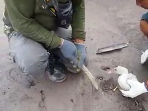 Saat Para Relawan Berjuang Selamatkan Hewan Korban Erupsi Semeru