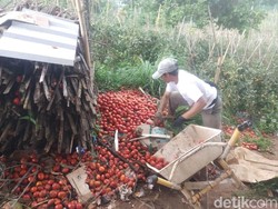 Viral Petani Buang Tomat Gegara Dihargai Rp 600/Kg, Kementan Terjunkan Tim