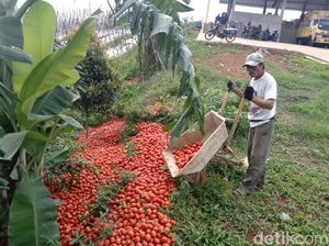 Kecewa Harga Anjlok, Petani Cianjur Buang 20 Ton Tomat Hasil Panen Kecewa Harga Anjlok, Petani Cianjur Buang 20 Ton Tomat Hasil Panen