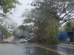 Hujan-Angin Kencang Tumbangkan Sejumlah Pohon di Ciamis