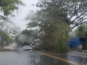 Hujan-Angin Kencang Tumbangkan Sejumlah Pohon di Ciamis Hujan-Angin Kencang Tumbangkan Sejumlah Pohon di Ciamis