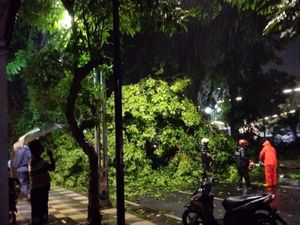 Hujan Angin Tumbangkan Sejumlah Pohon di Surabaya, Satu Mobil Tertimpa