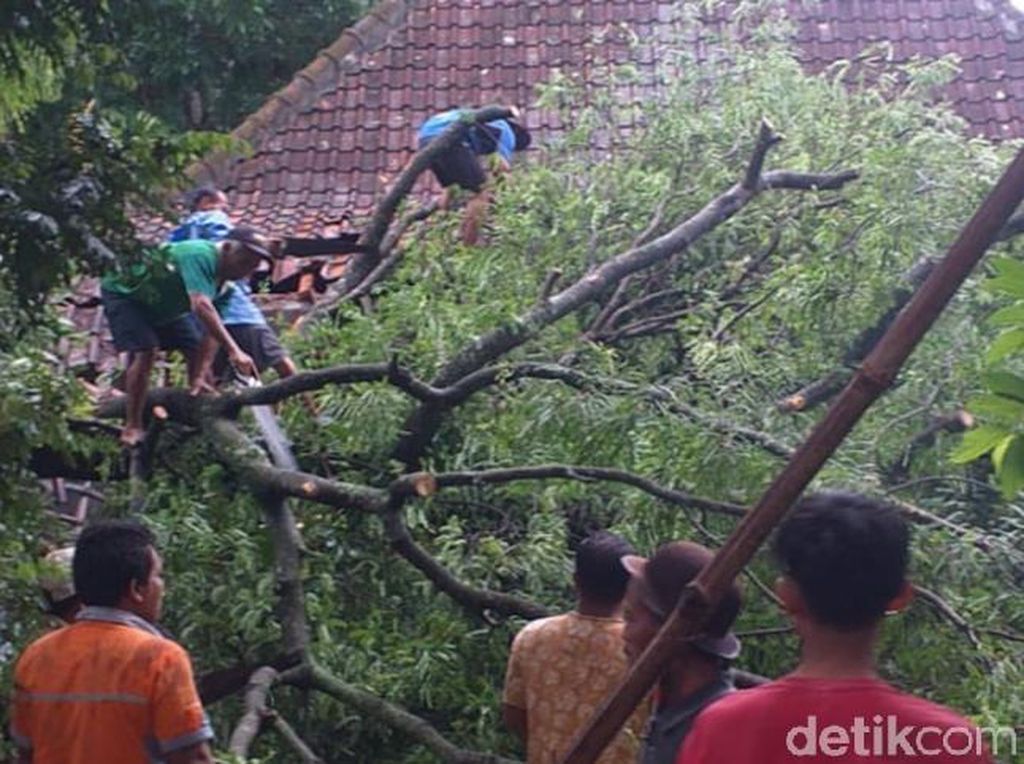 Puting Beliung Terjang Kawasan Rawa Jombor, 5 Rumah Tertimpa Pohon