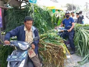 Ternak Warga Terdampak Erupsi Semeru Kini Tak kelaparan Lagi