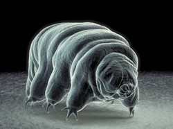 Kenali Tardigrade, Beruang Air Mikroskopis yang Tahan Cuaca Ekstrem