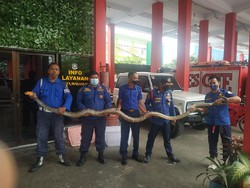 Banjir di Makassar, Ular Sanca 4 Meter Muncul di Halaman Rumah Warga