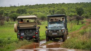 Wisata Safari Afrika Selatan Makin Sepi Gegara Omicron